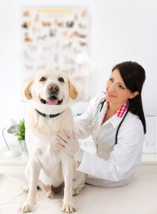 Top-Quality Care For Your Pet At A Leading Vet Hospital Roseville, CA