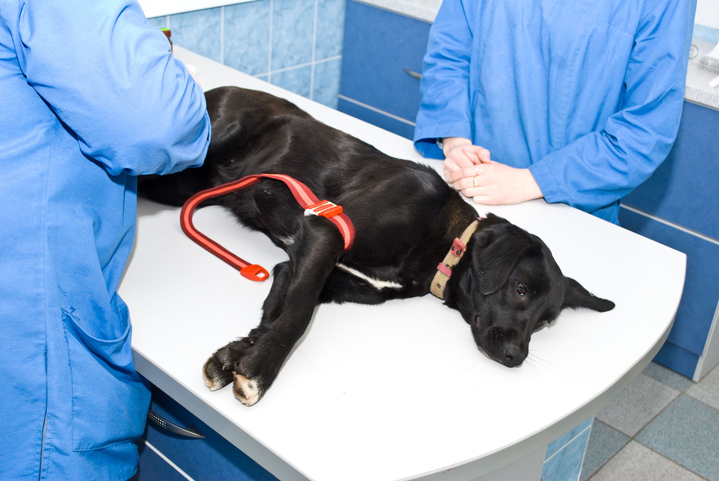 Tips for Finding a Veterinarian in Murrieta CA