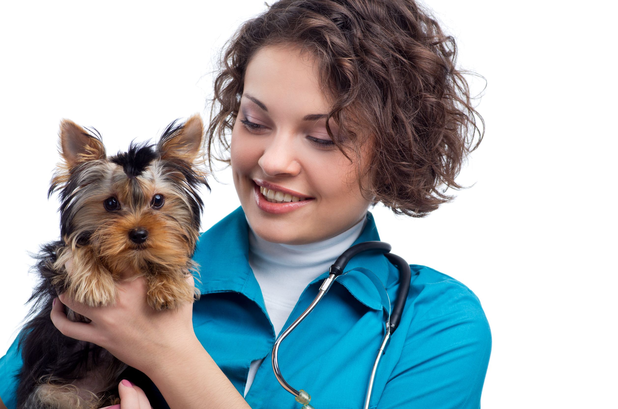 a-pet-dental-clinic-can-promote-healthy-oral-hygiene-for-dogs-and-cats