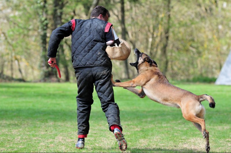 Obtaining Obedience Training For Dogs in Chicago