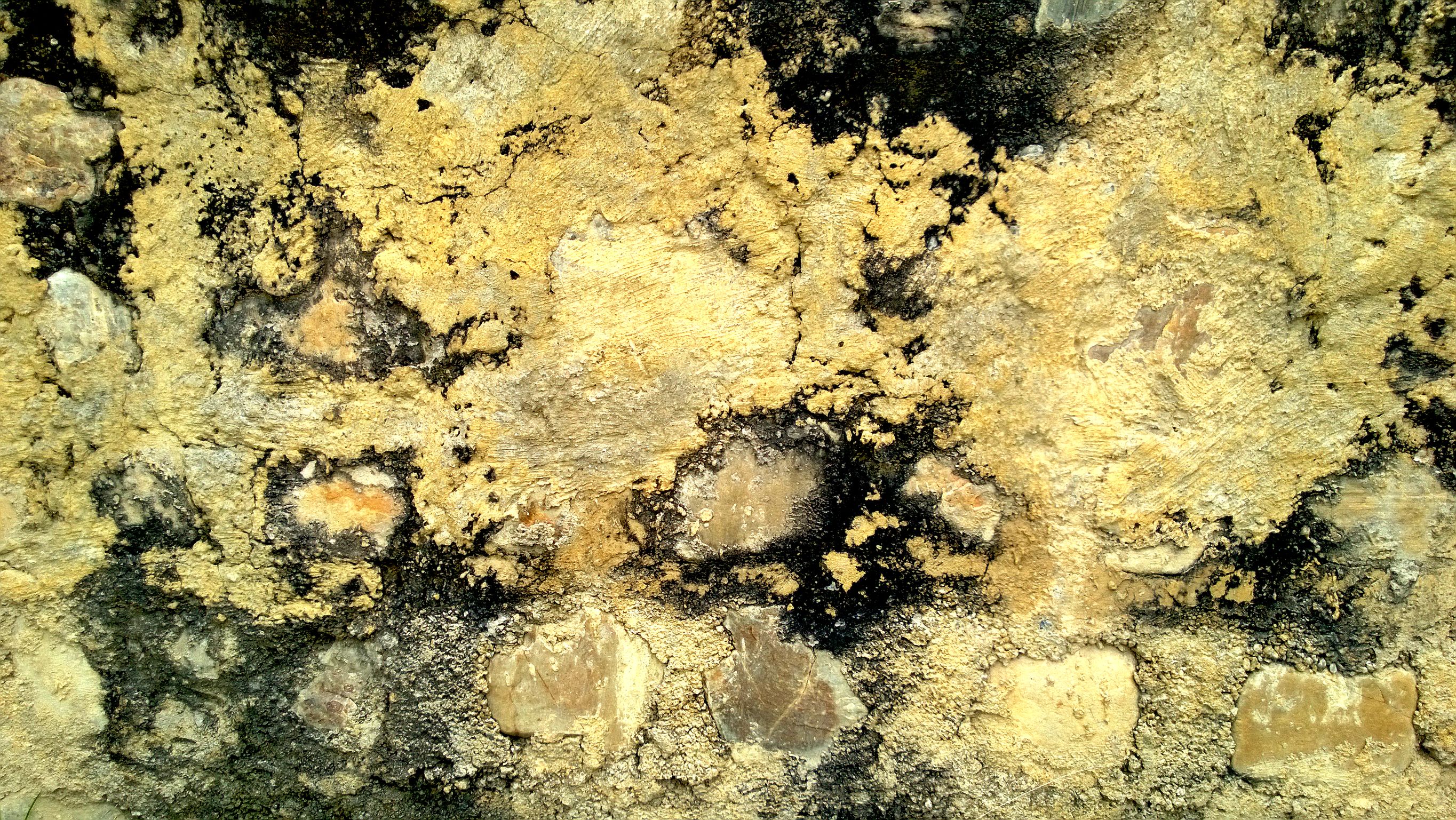 Do You Have Mold at Home?