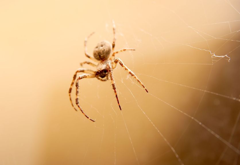 Frequently Asked Questions About Spiders Removal Services In Arlington VA