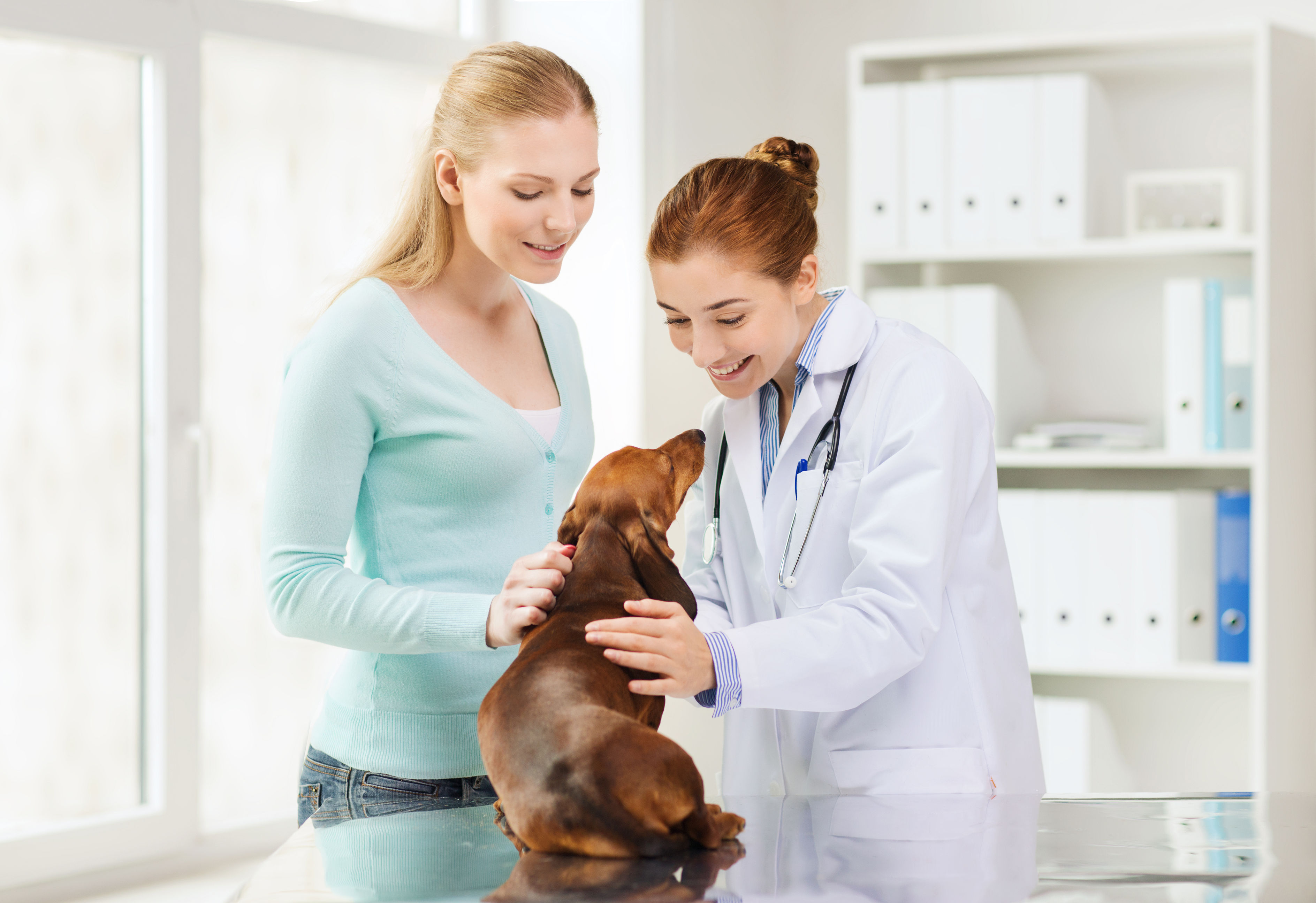 Getting Veterinary Care in Union, NJ