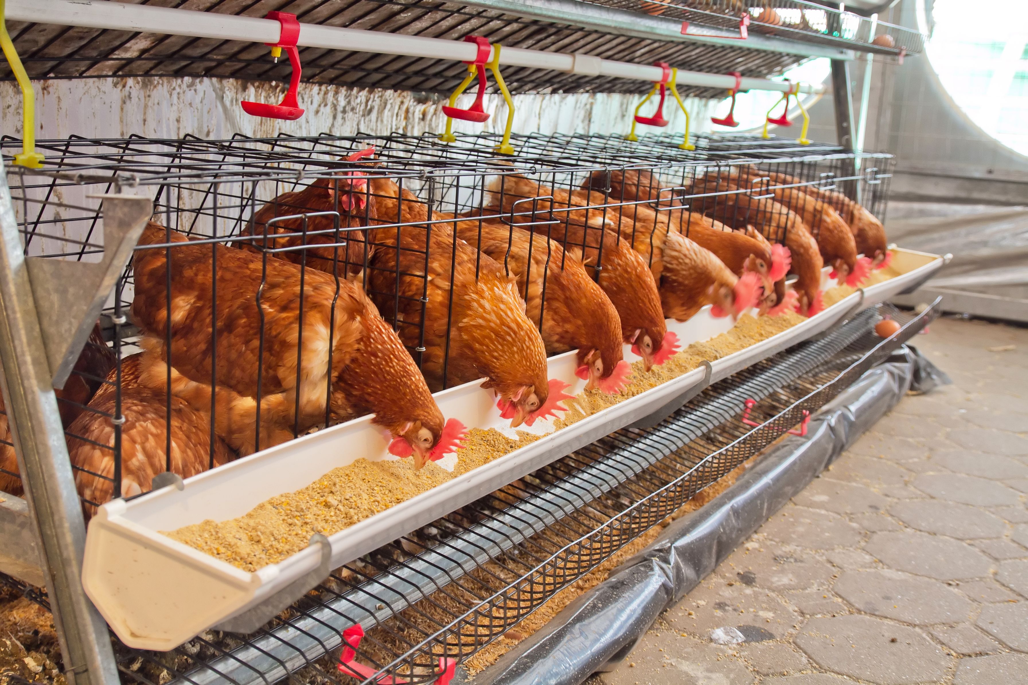 Need Extra Space for Your Chickens? A Portable Chicken Coop in Missouri Is the Perfect Solution