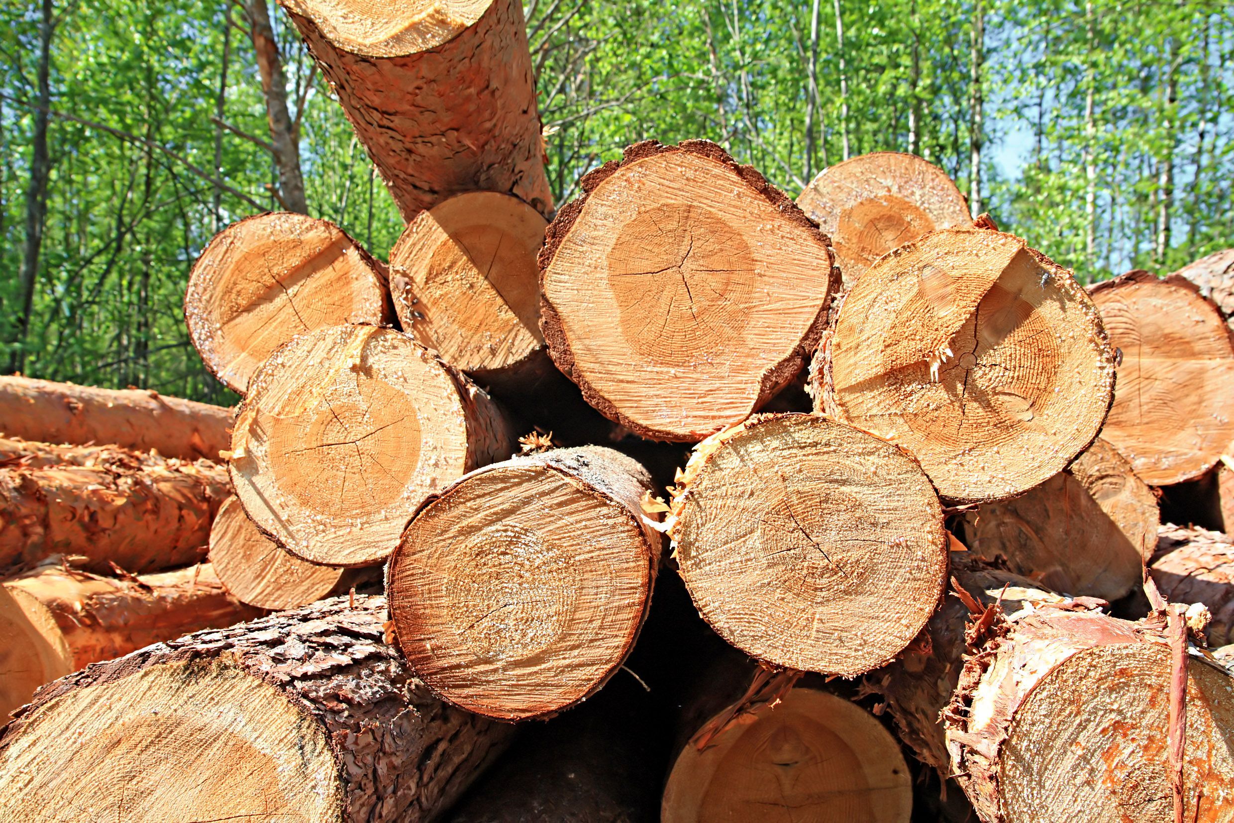 Storing and Caring for Your Firewood: Tips for Maximum Efficiency and Safety