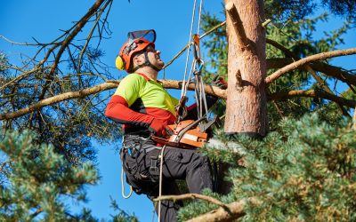 The Best Tree Care Services in Griffin, GA, Include Comprehensive Care