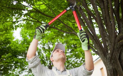 Improving Your Landscape with Expert Tree Trimming Service in Olympia