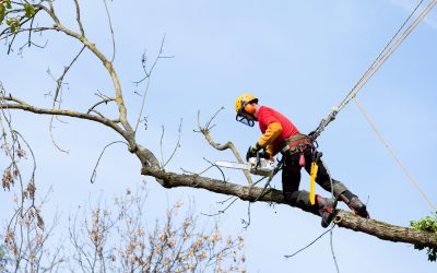 Importance and Best Practices: Tree Trimming in Smyrna, GA