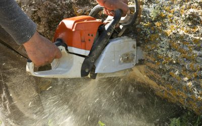 Boost Curb Appeal and Property Value with Tree Service in Watkinsville, GA