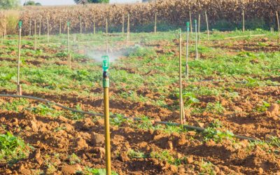 Sustainable Farming Practices are on the Rise: Green Agricultural Fertilizers in Cedar County, MO